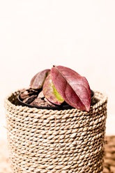 Hoya mitrata